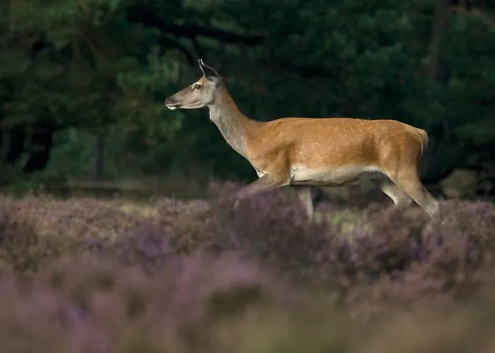 2-person Heuveltjes Alpstuga
